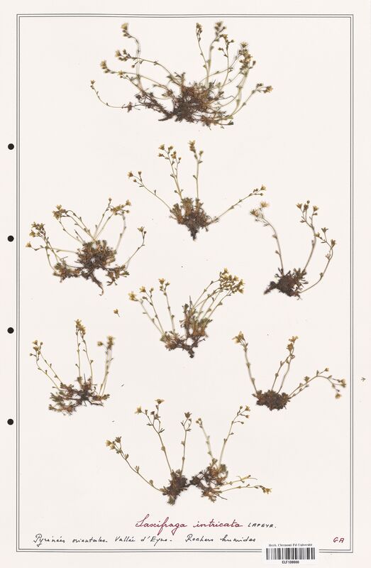 Saxifraga intricata  (Saxifragaceae)