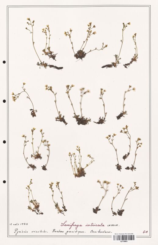 Saxifraga intricata  (Saxifragaceae)