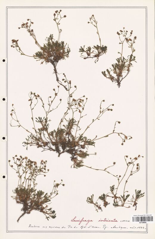 Saxifraga intricata  (Saxifragaceae)
