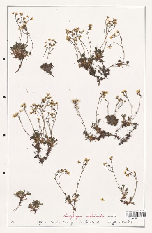 Saxifraga intricata  (Saxifragaceae)