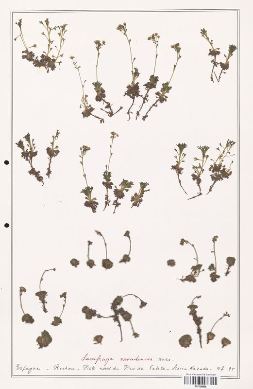 Saxifraga nevadensis  (Saxifragaceae)
