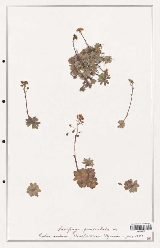 Saxifraga paniculata  (Saxifragaceae)