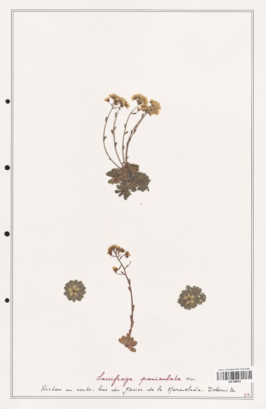 Saxifraga paniculata  (Saxifragaceae)