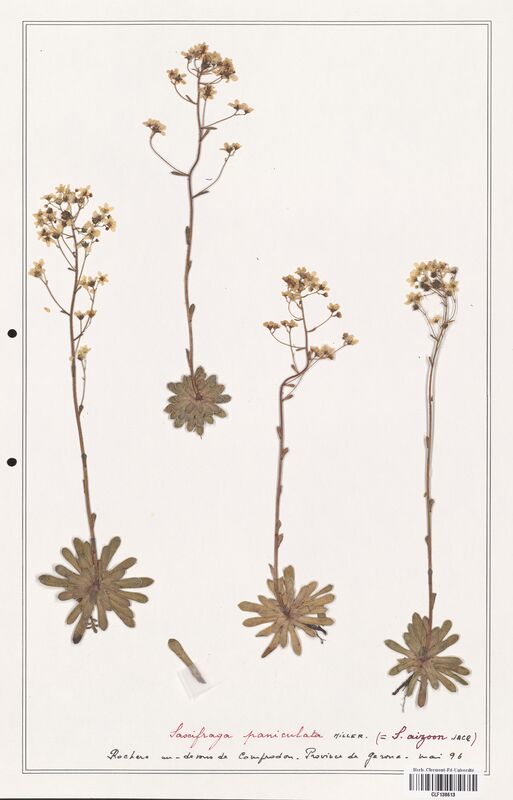 Saxifraga paniculata  (Saxifragaceae)