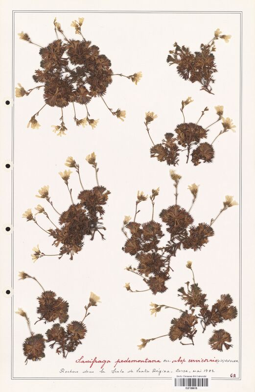 Saxifraga pedemontana  (Saxifragaceae)