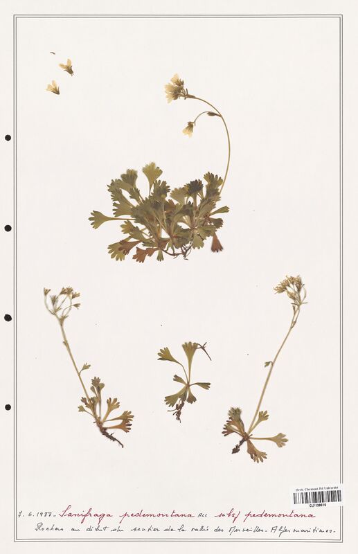 Saxifraga pedemontana  (Saxifragaceae)