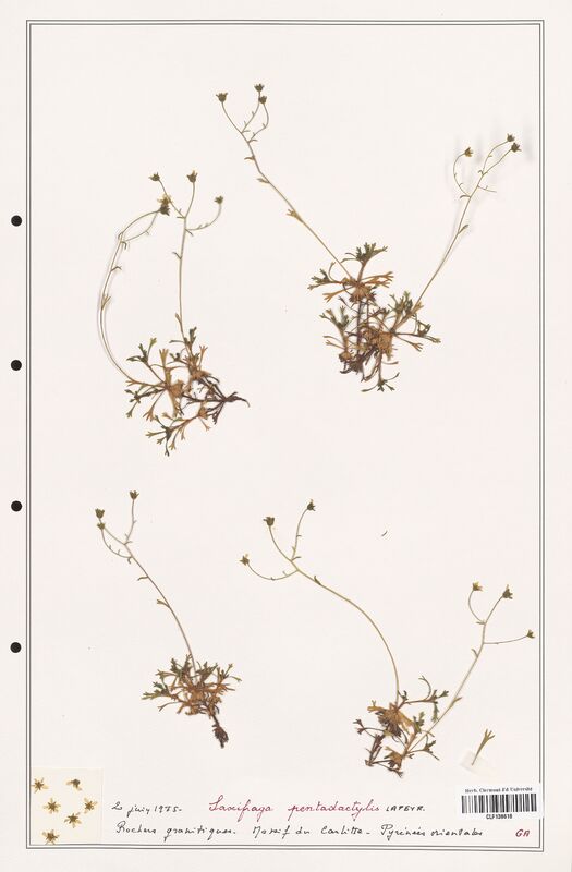 Saxifraga pentadactylis  (Saxifragaceae)