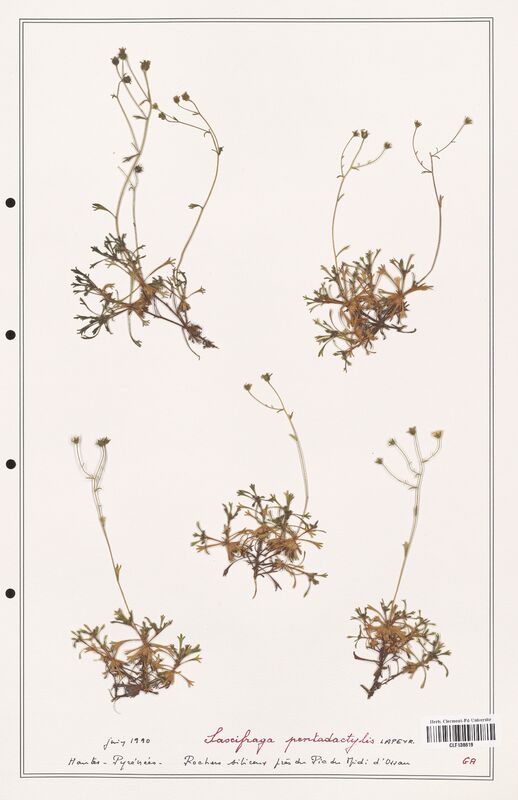 Saxifraga pentadactylis  (Saxifragaceae)