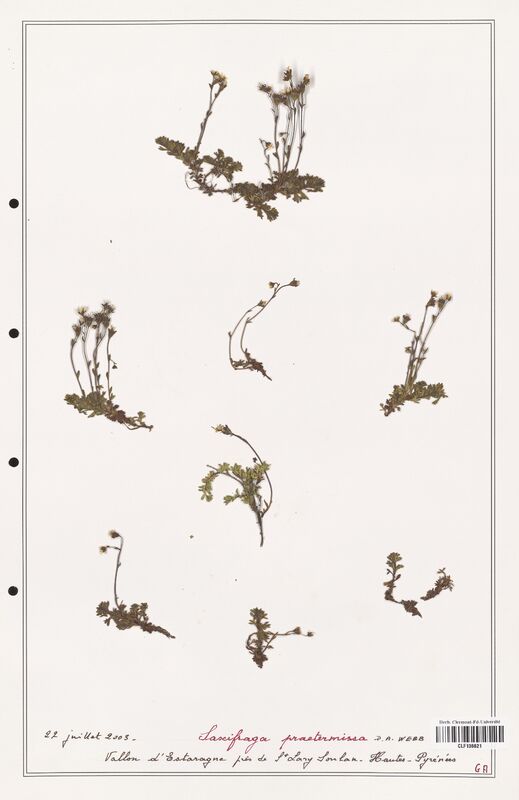 Saxifraga praetermissa  (Saxifragaceae)