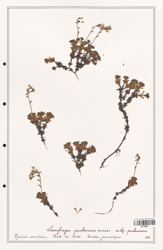 Saxifraga pubescens  (Saxifragaceae)