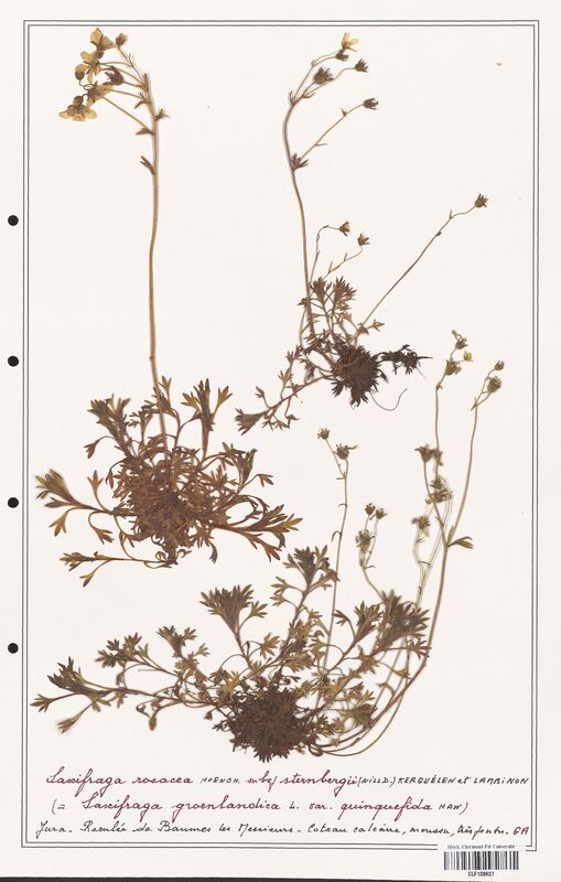 Saxifraga rosacea  (Saxifragaceae)