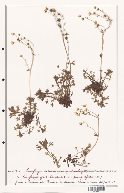 Saxifraga rosacea  (Saxifragaceae)