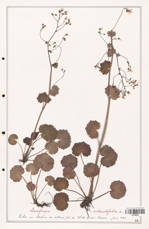 Saxifraga rotundifolia  (Saxifragaceae)