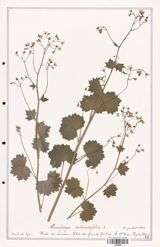 Saxifraga rotundifolia  (Saxifragaceae)