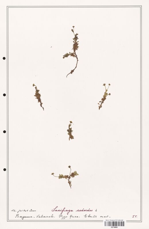 Saxifraga sedoides  (Saxifragaceae)