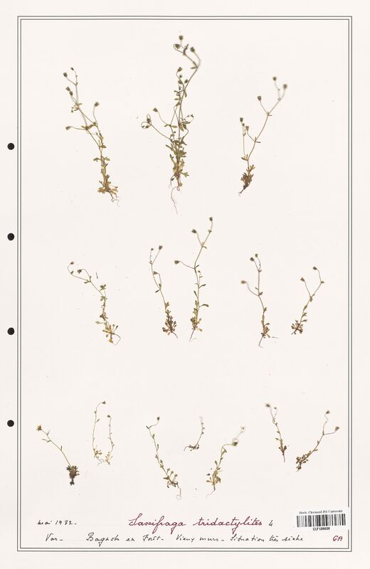 Saxifraga tridactylites  (Saxifragaceae)