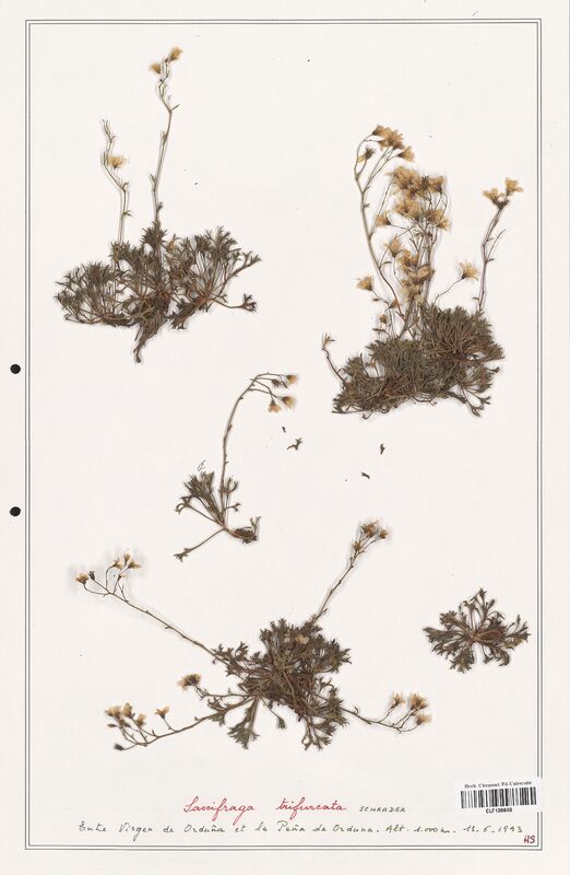 Saxifraga trifurcata  (Saxifragaceae)