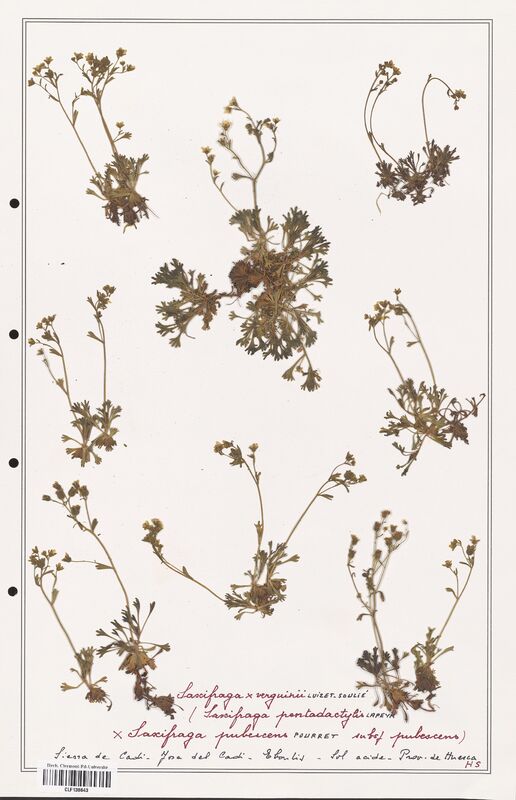 Saxifraga x verguinii  (Saxifragaceae)