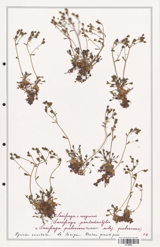 Saxifraga x verguinii  (Saxifragaceae)