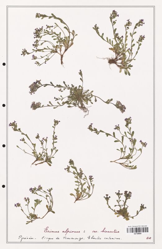 Erinus alpinus  (Plantaginaceae)