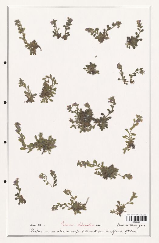 Erinus hirsutus  (Plantaginaceae)