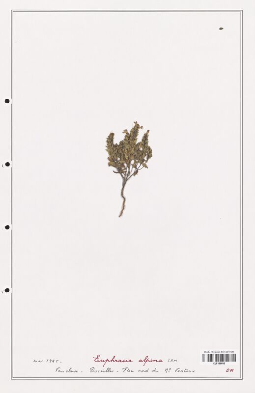 Euphrasia alpina  (Orobanchaceae)