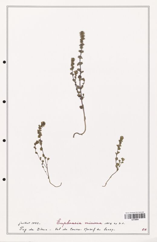 Euphrasia minima  (Orobanchaceae)