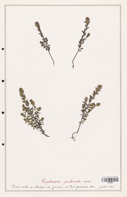 Euphrasia pectinata  (Orobanchaceae)