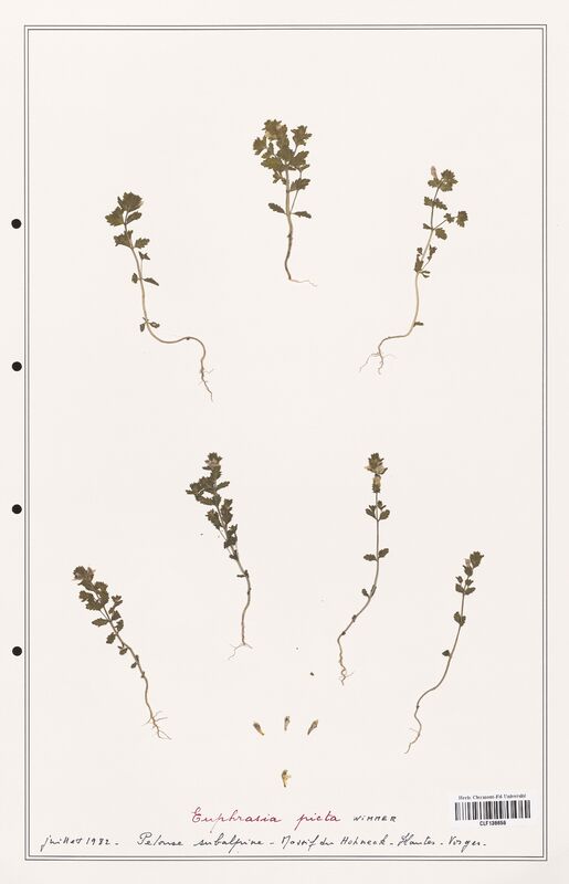 Euphrasia picta  (Orobanchaceae)