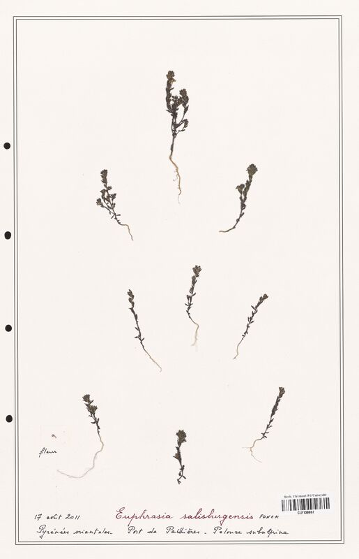 Euphrasia salisburgensis  (Orobanchaceae)