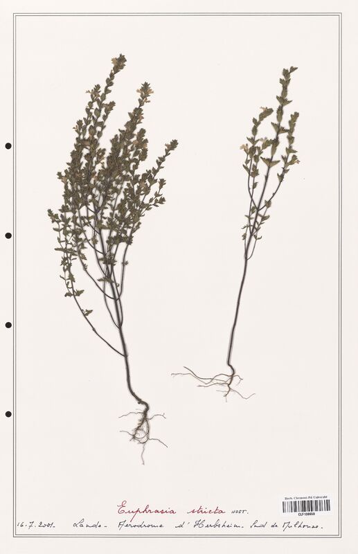 Euphrasia stricta  (Orobanchaceae)