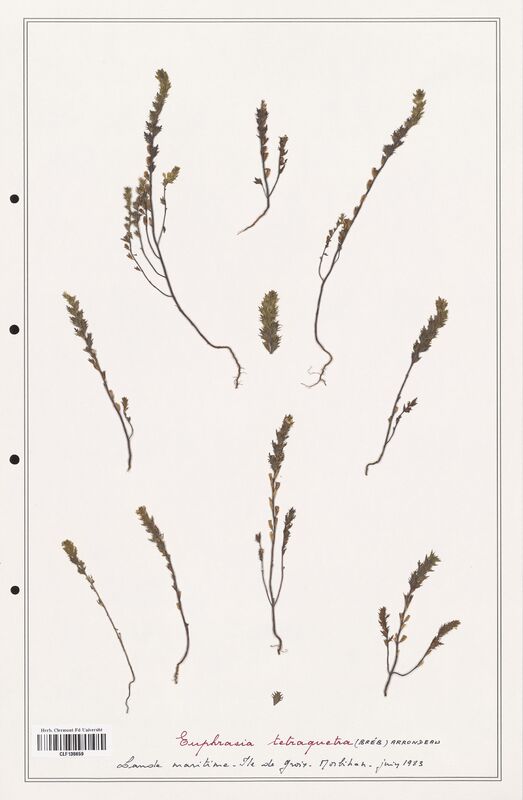 Euphrasia tetraquetra  (Orobanchaceae)