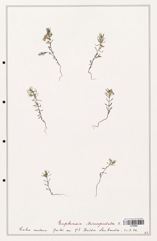 Euphrasia tricuspidata  (Orobanchaceae)