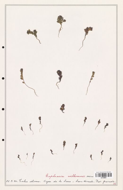 Euphrasia wilkommii  (Orobanchaceae)