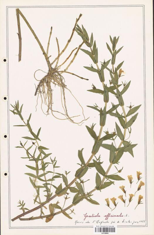 Gratiola officinalis  (Orobanchaceae)