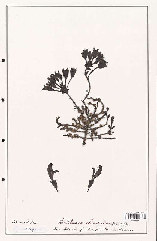 Lathraea clandestina  (Orobanchaceae)