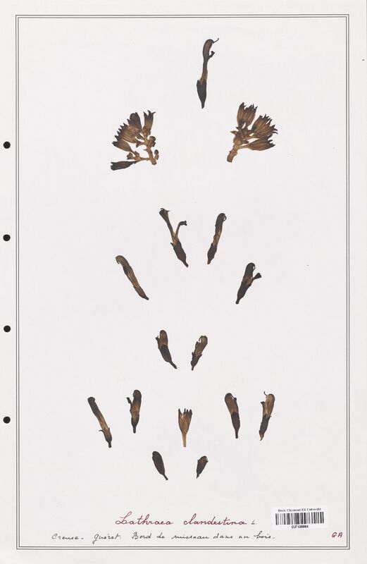 Lathraea clandestina  (Orobanchaceae)