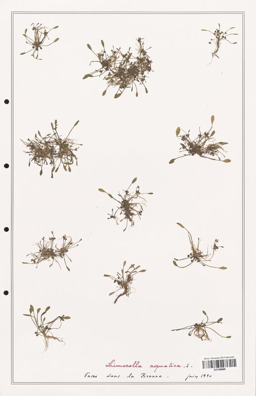 Limosella aquatica  (Orobanchaceae)