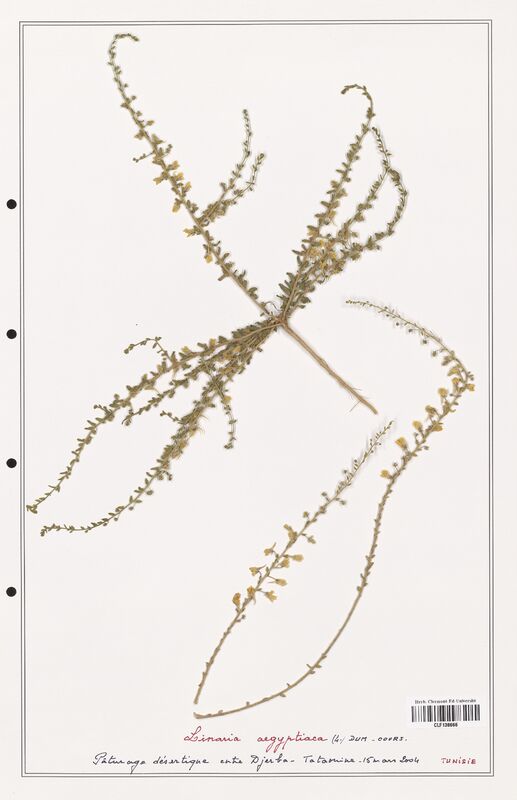 Linaria aegyptiaca  (Orobanchaceae)