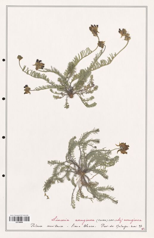 Linaria aeruginea  (Orobanchaceae)