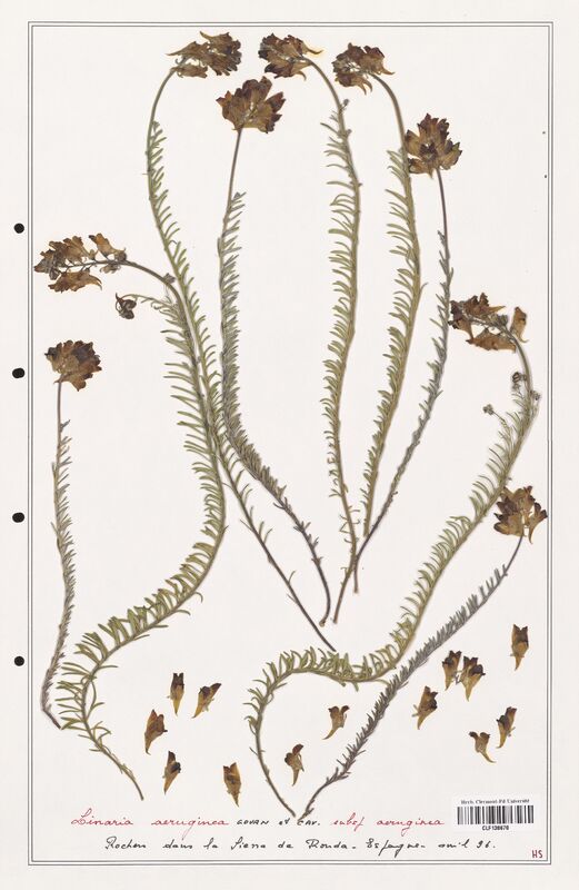 Linaria aeruginea  (Orobanchaceae)