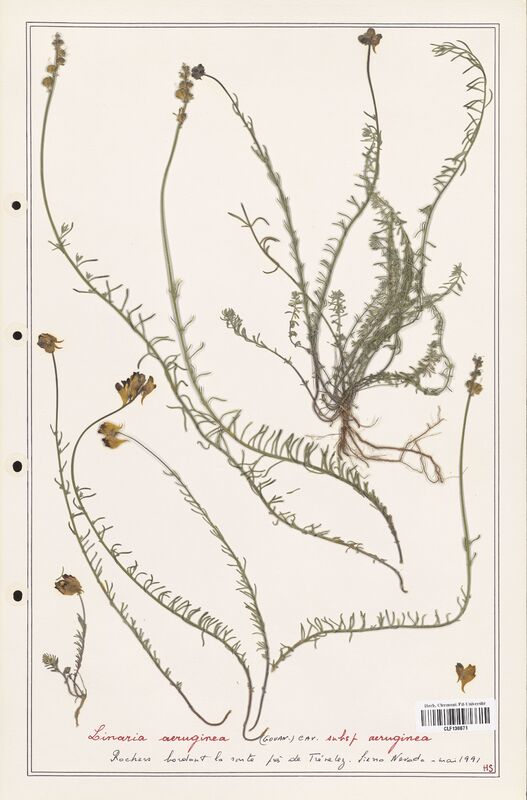 Linaria aeruginea  (Orobanchaceae)