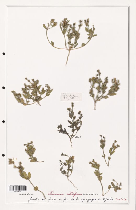 Linaria aeruginea  (Orobanchaceae)