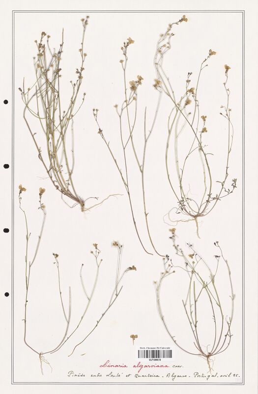 Linaria algarviana  (Orobanchaceae)