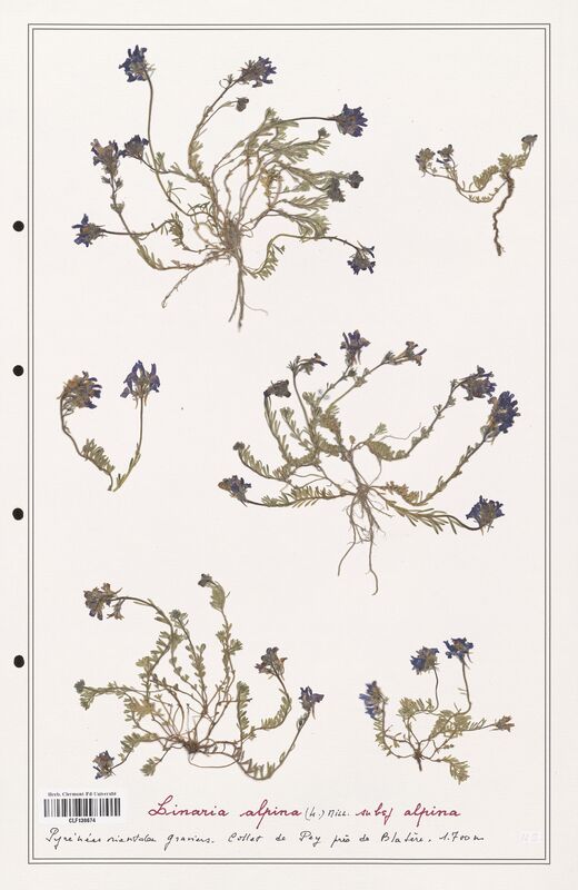 Linaria alpina  (Orobanchaceae)