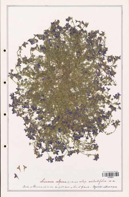 Linaria alpina  (Orobanchaceae)