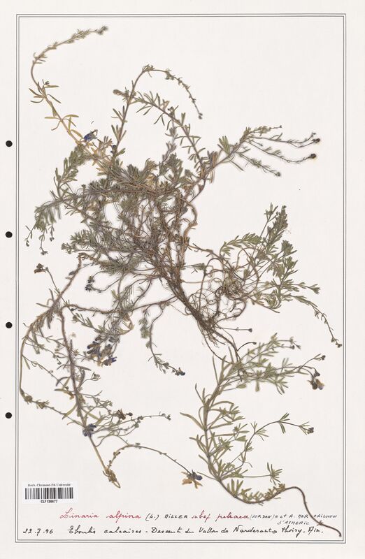 Linaria alpina  (Orobanchaceae)