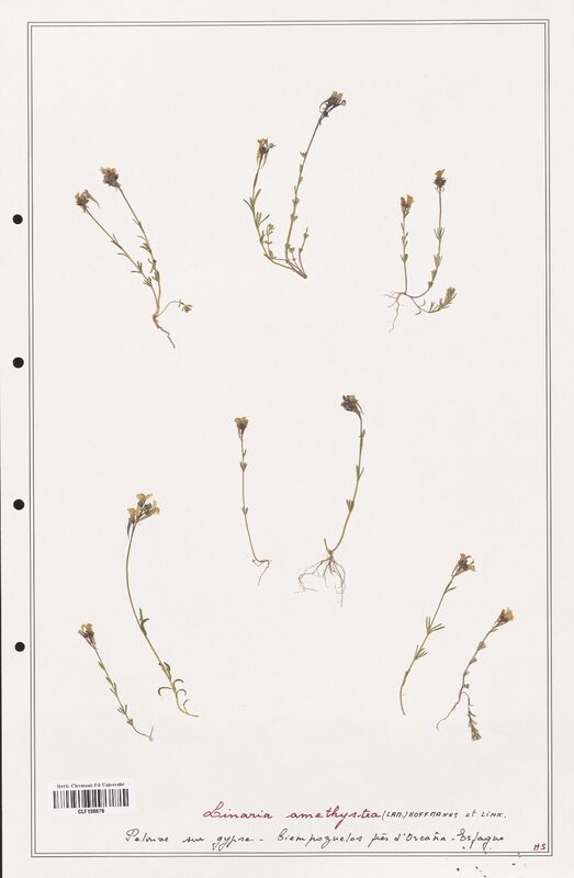 Linaria amesthystea  (Orobanchaceae)