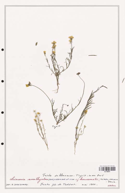 Linaria amesthystea  (Orobanchaceae)