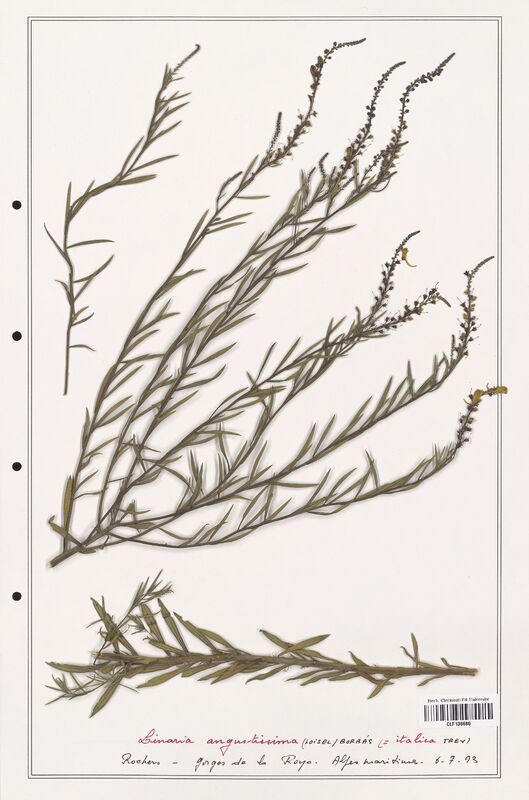 Linaria angustissima  (Orobanchaceae)